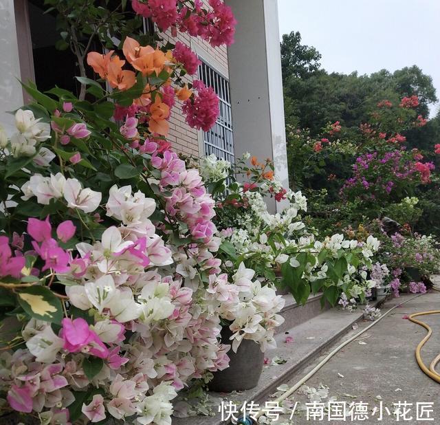 秋天|5种漂亮花,立秋之后快扦插,天凉快,生根快,成活多