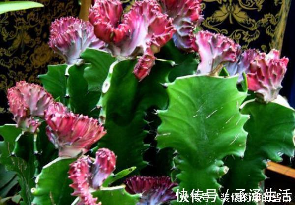 爆盆|客厅4种“耐旱”花,耐阴又耐旱,不黄叶不烂根,新手也能养爆盆