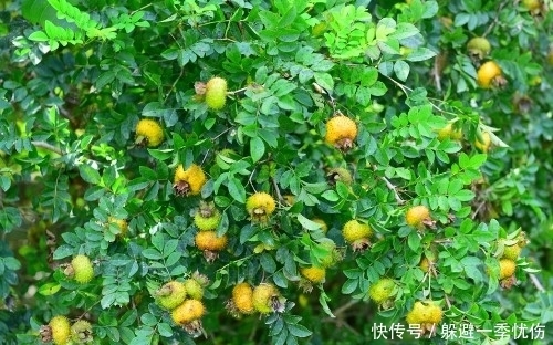 维生素c|金黄色的野果,称它维生素C之王,农民靠它致富,每亩收入两万