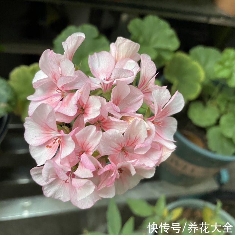 吊兰|5种贵花，春天赶紧扦插，生根快开花多，开出满园花