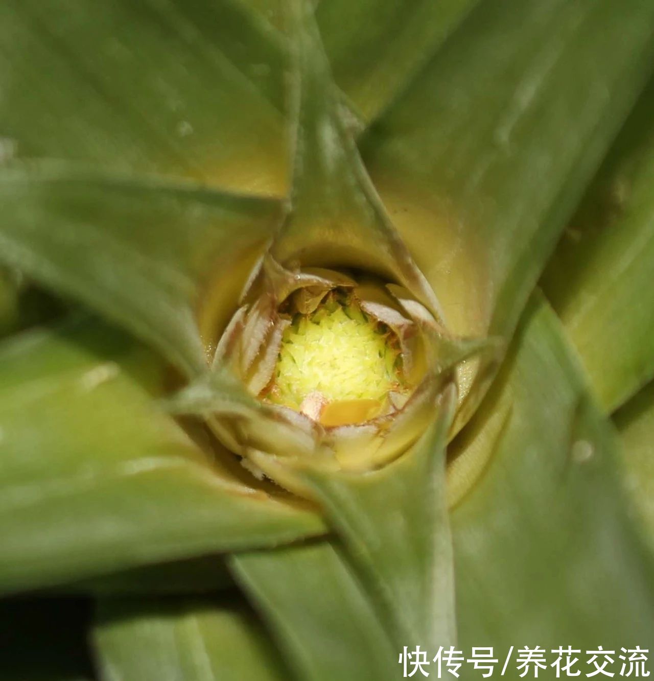 吃剩下的菠萝头别丢，水培生根后转土培，2年后可开花结果