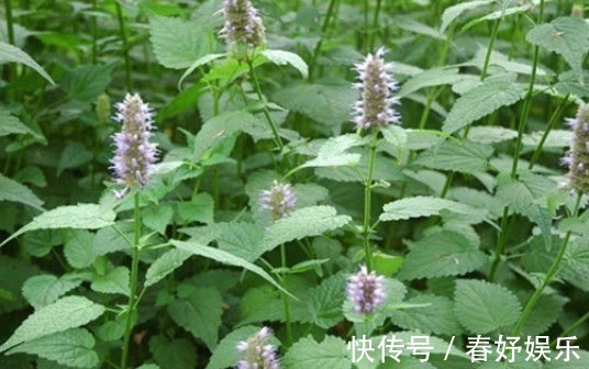 口臭|含两片叶子能除口臭的野草,农村称为“山茴香”,才知道价值珍贵