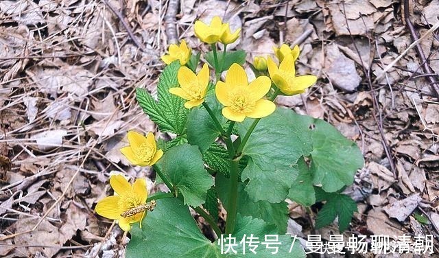 独脚金|俗称“马蹄菜”,长在溪边少人识,叶子却极珍贵,别忽视