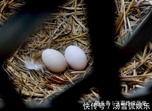 发育|这四种“天然叶酸”,常吃胎儿发育更好!孕妈平时敞开肚子吃