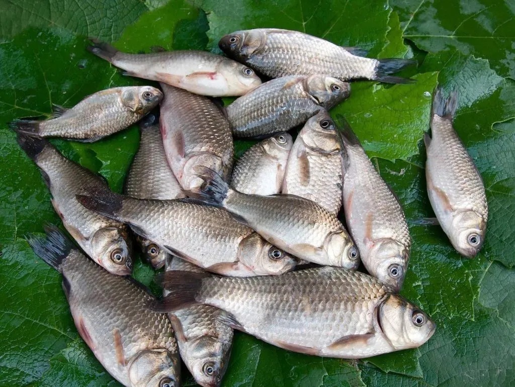 冬季钓鲫鱼什么饵料好?这3种饵料足够了,特别是第1种很好用