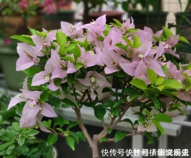 45种三角梅品种,红、橙、黄、绿、白、紫,每一种都很好看!