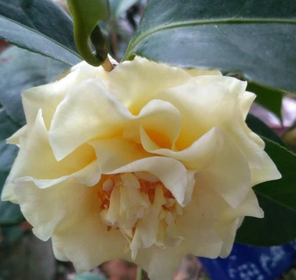 有“3种花朵”比月季还美，一旦绽放，能让人目不转睛，快养一盆