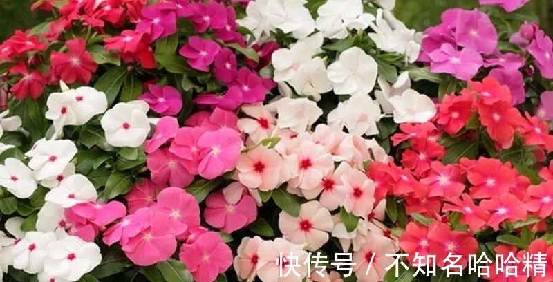 植株|4种花“欠修理”，不修不旺，剪剪花多，别舍不得