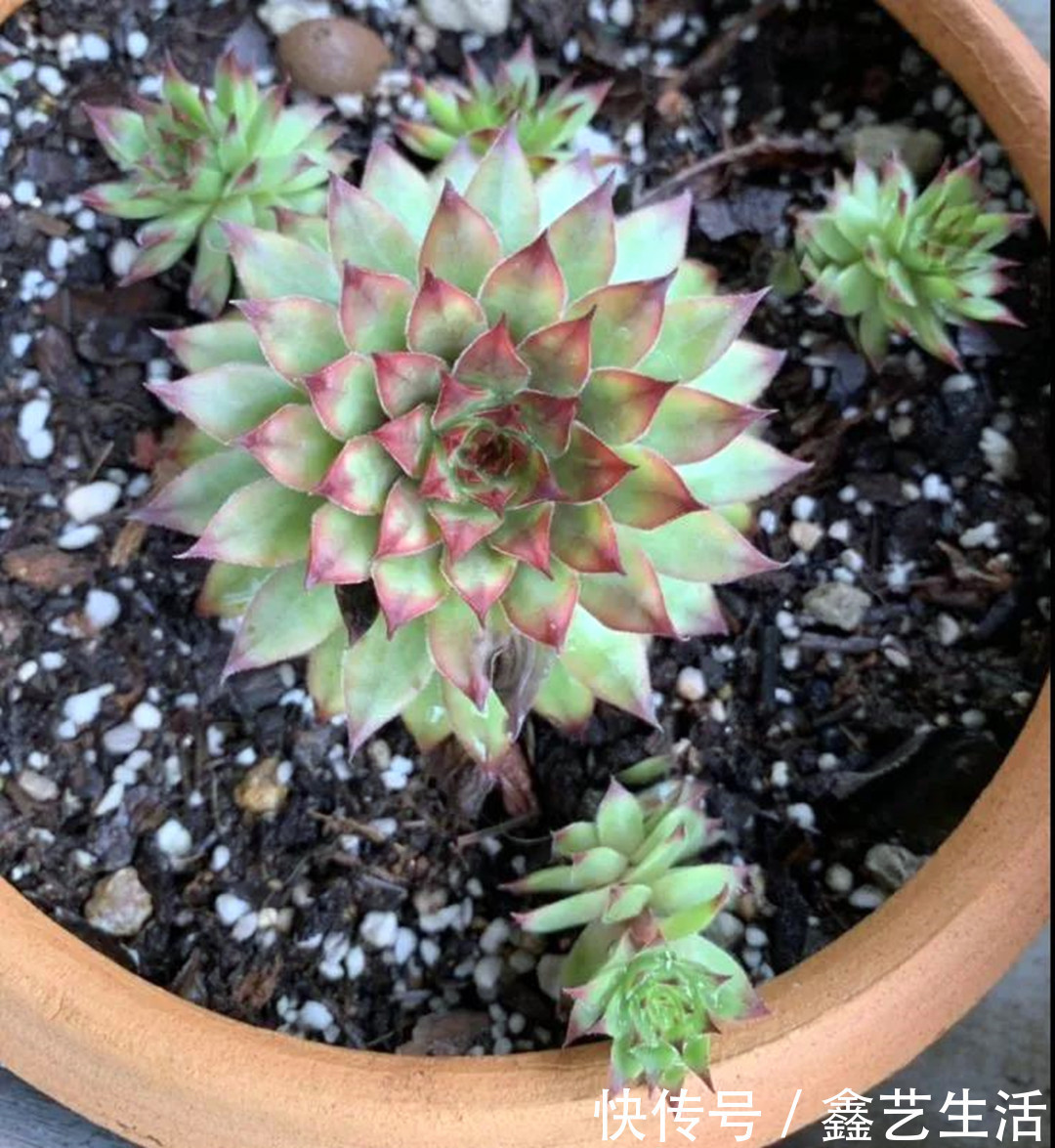 土壤|夏天多肉不能乱浇水,收好这几种正确的浇水方式