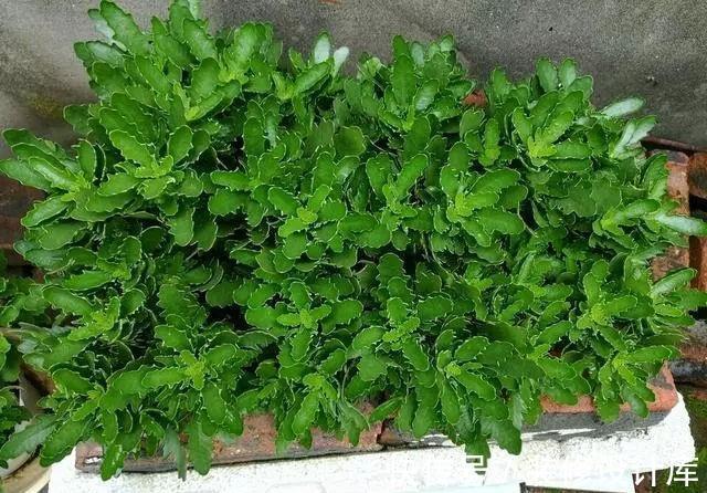 茉莉花|6种“漂亮花”,长了就狠剪,舍不得剪害处大,耽误一年开花量