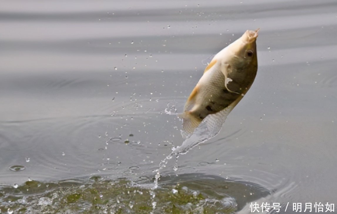 垂钓|冬季钓鱼线组搭配心得，易上手零失败，快来学学