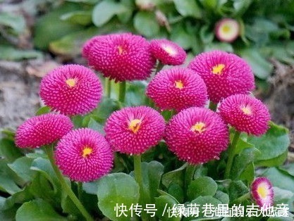 种花|1种花，开花“似绒球”，比太阳花更好看，好养易活，能开一春夏