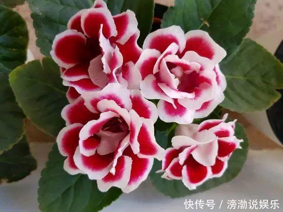 种花|适合新手养的4种花,打理简单、省事,关键还提高养花技术和能力