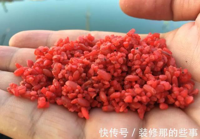 添加剂|酒米的颜色会影响鱼咬钩?实战告诉你什么样的酒米最招鱼