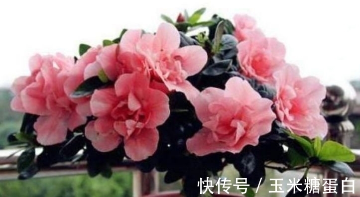 家里就养几种花,花朵大花期长,比牡丹还美,年年开花美翻