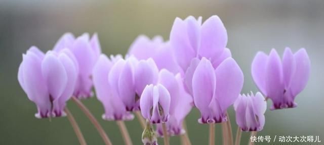 植物|夏天有哪些花不能多浇水呢,五种常见花介绍