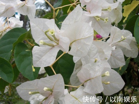 叶子花|花似叶、叶似花，想多开花就旱着它，这种花太好养！