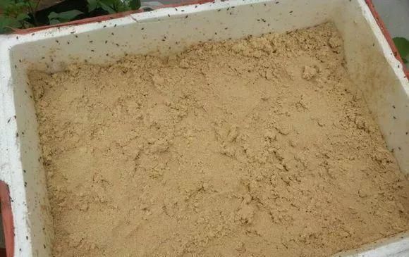 盆底|盆里扔2样东西,养花10年不烂根,叶子油光瓦亮,花苞挂满枝头