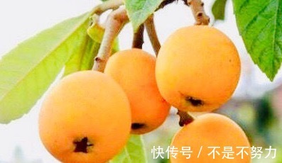 失眠|女性不想感冒，常吃此“救命果”，失眠没了，降低血压，美容养颜