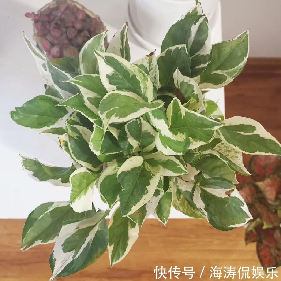 绿萝、吊兰变异了这些品种,你未必都见过!