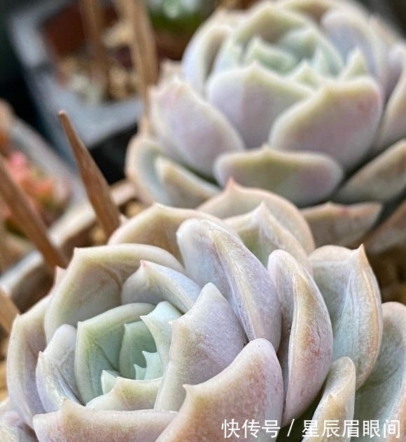 飞鸟|多肉露养,小心飞鸟,多肉叶子都吃了,插几根牙签,避免咬伤
