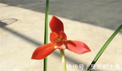 种兰花|此兰是“国兰第一红”，正格荷瓣，顶级红素，是无法超越的经典！