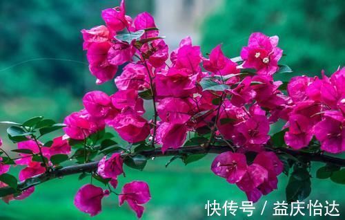 三角梅|都说养花容易上瘾,尤其是这4种花,不信养几盆就知道了