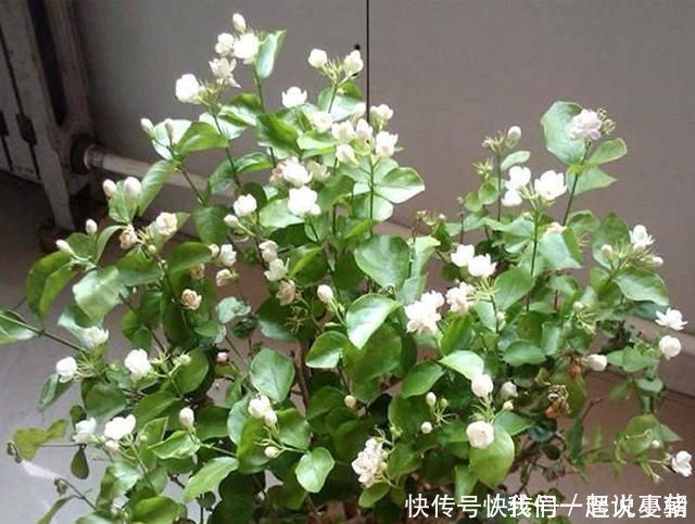 养茉莉花，只用了一个小诀窍，花开的又多又香，太赞了