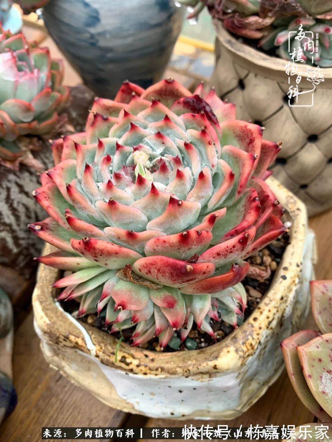 大棚|多肉住进暖棚,坦然越冬,放肆浇水,这个冬天有点甜!