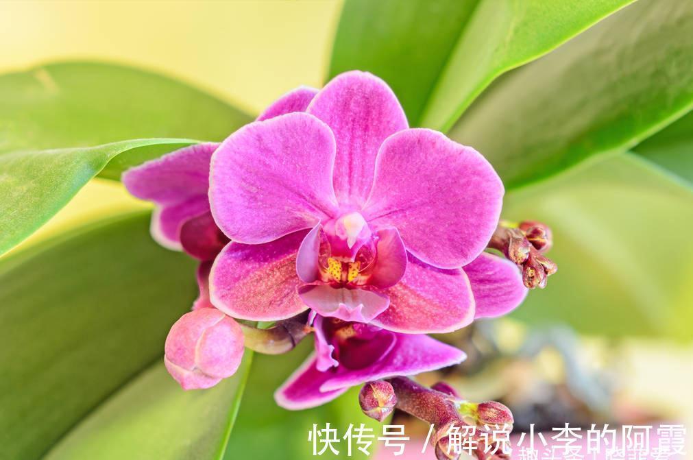 富贵|适合客厅养的5种漂亮花,喜庆大气又吉祥,幸福感满满