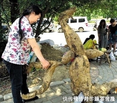 这东西根部能长到几十斤重,富人对它不屑一顾,却养活了很多穷人