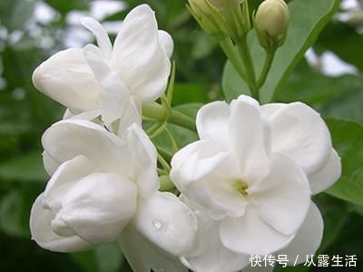 剪子|7月养茉莉花，1剪子下去“新枝条”翻倍，入秋又能“开爆盆”