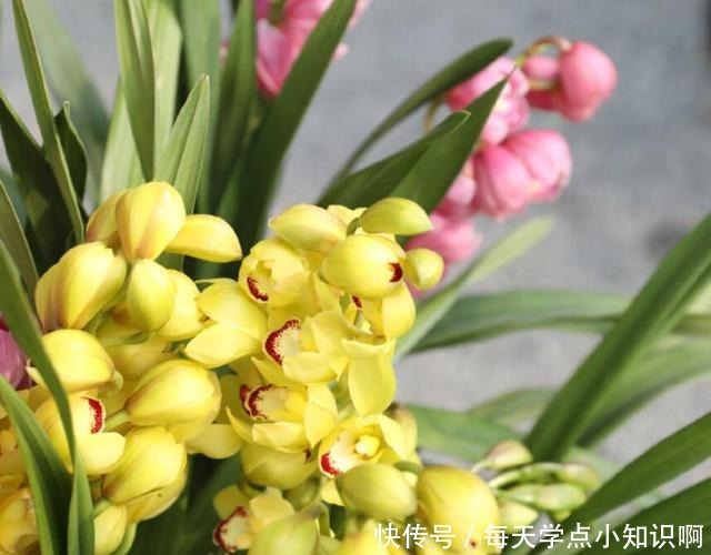 年底买花,选此6类花,大气又添彩!