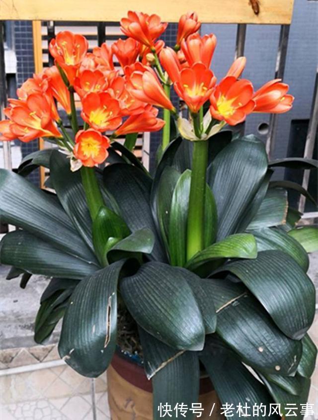 君子兰还不开花现在“虐一虐”,春节“乖乖”开花,吉祥又喜庆