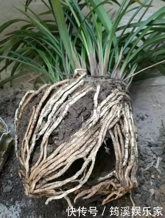 绿萝|4种花爱“吃土”,1年不换盆,盆里全是根不见土,换盆才能长好