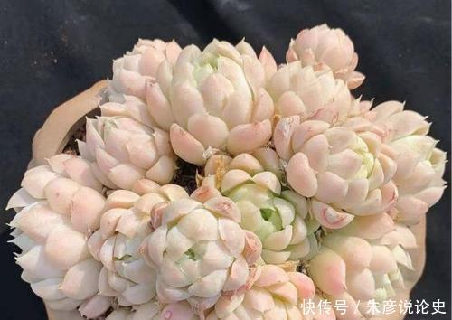 刚买回家的多肉,叶片发软像是快死了,掌握上盆技巧轻松长满盆!