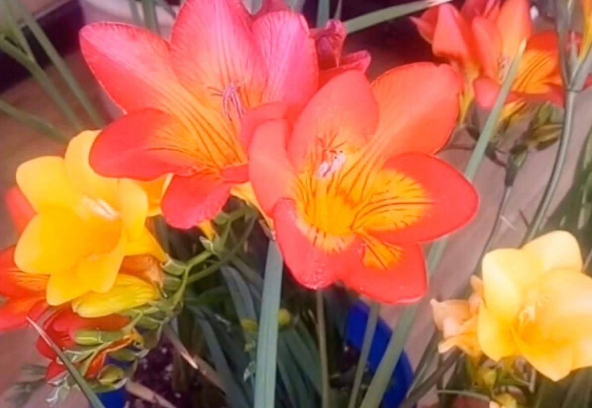 香雪兰养护简单，学会这几招，开花又香又美