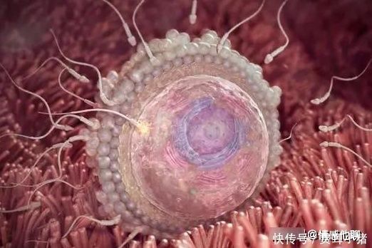 能不能怀孕,跟排卵期关系很大,经期不正常也能计算排卵期