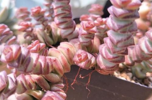 瓦盆|农村姑娘在院子里种多肉,选择多肉花盆经验分享:要好看也要实用