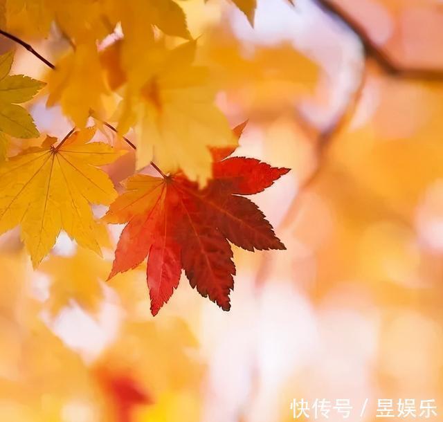 《这个冬月不再冷》作者:梦之蓝 主播:读你