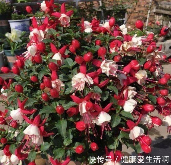 倒挂“大金钟”,开花“打灯笼”,花开365天,哪天换盆最合适!