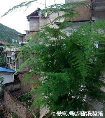 栽植|家里的文竹稀稀拉拉，真难看，用了这1东西，发疯的长，不黄叶