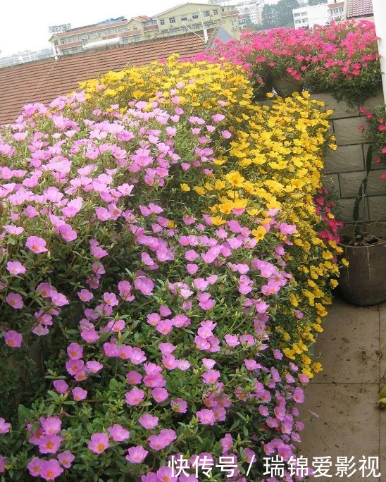 死不了的花，枝条沾土就活，从4月开到12月！