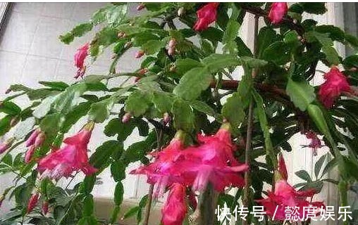 阳台上|浇点生花水,长寿花蟹爪兰都呼呼长,叶子肥厚还发亮,越开越漂亮