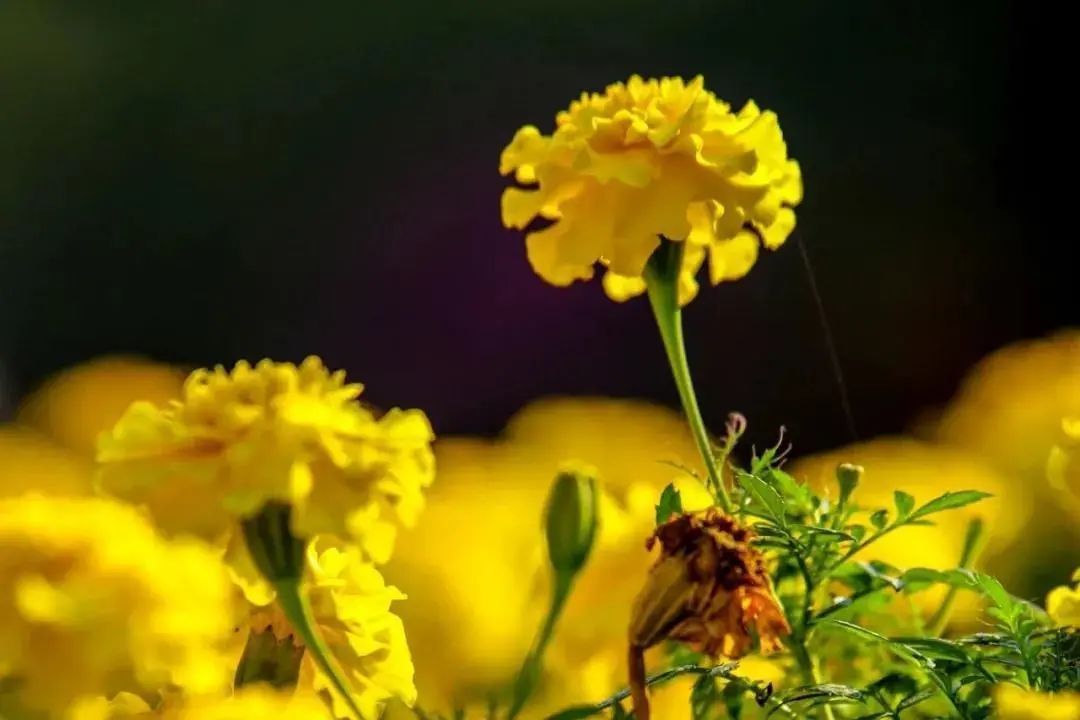 枝头|进入最佳观赏期！这里的菊花枝头争艳，千万别错过