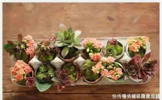 鸡蛋壳你不要都给我,鸡蛋壳的8种养花秘诀!