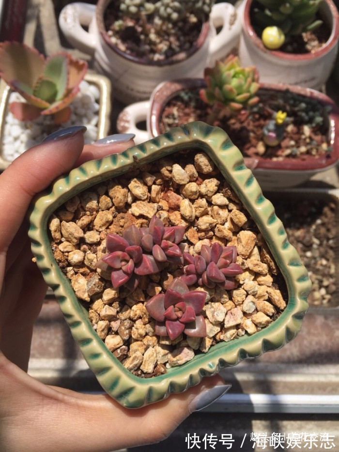 叶片|这三种简单方法可以繁殖多肉植物，叶片、枝条和侧芽都可培育
