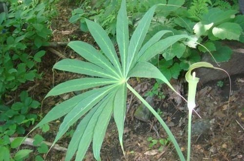 柳蒿|春来野菜香,好吃又养生,下面4种有毒,采挖时需注意,不要误食