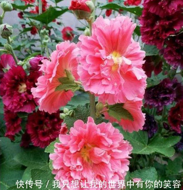 4种花花朵又大又艳,养起来还省心,对待新手超友好