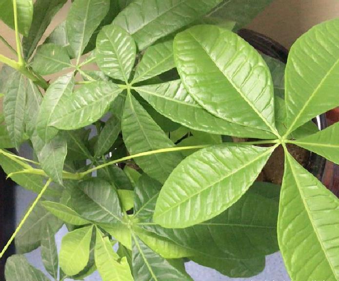 浇水|发财树老黄叶,不只是缺水,主要原因有7个,配图说明一目了然